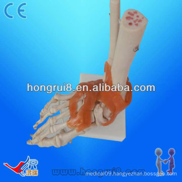 Human Life-size Foot Joint skeleton Model With Ligaments,skeleton foot